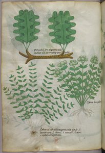 Botanical illustration, c.1440 by Italian School