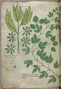Botanical illustration, c.1440