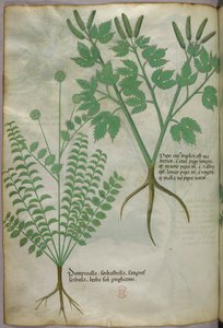 Botanical illustration, c.1440