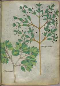 Botanical illustration, c.1440