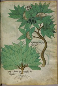 Botanical illustration