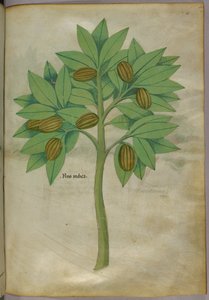 Botanical illustration