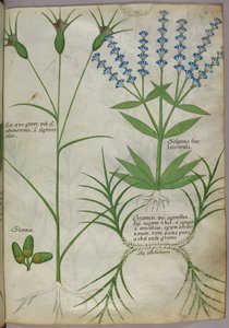 Botanical illustration, c.1440 by Italian School
