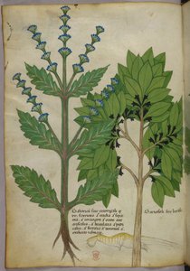 Botanical illustration from Herbal, Tractatus de Herbis, Sloane 4016 f.39v, c.1440 by Italian School