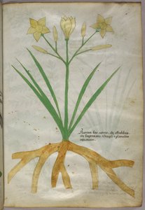 Botanical illustration of a plant, c.1440 by Italian School