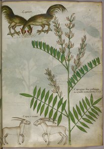 Botanical illustration of a plant, two goats and two birds, c.1440
