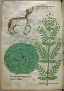 Botanical illustration of plant with horse, c.1440 by Italian School