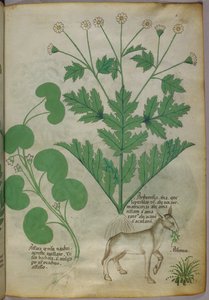 Botanical illustration of plants and a donkey by Italian School