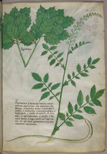 Botanical illustration of plants and a snake, c.1440
