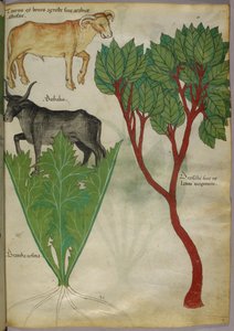 Botanical illustration of plants and bulls, c.1440 by Italian School