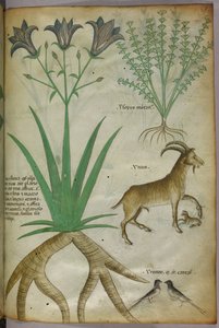 Botanical illustration of plants, birds and goats, c.1440 by Italian School