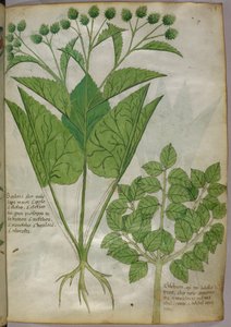 Botanical illustration of plants, c.1440 by Italian School