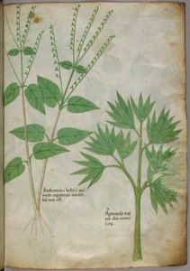 Botanical illustration of plants, c.1440 by Italian School