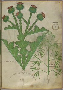 Botanical illustration of plants, c.1440 by Italian School