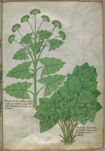 Botanical illustration of plants