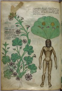 Botanical illustration of plants, including a mandrake plant with a naked male body as the root by Italian School