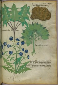Botanical illustration of plants, including a sponge, c.1440
