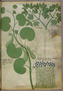 Botanical illustration of plants, including flowers, c.1440