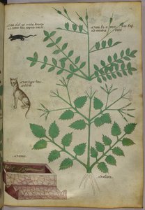Botanical Illustration of Plants with a Leopard, a Mouse and a Corpse, circa 1440