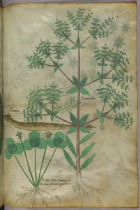 Botanical illustration of plants with an animal, c.1440