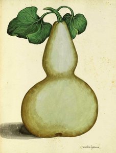 Calabash by Ulisse Aldrovandi by Italian School