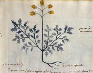 Cod. CCXXXVII Artemisia, Medicinal Plant from a 
