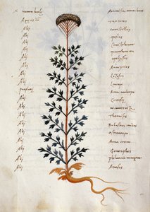 Artemisia, medicinal plant from a 