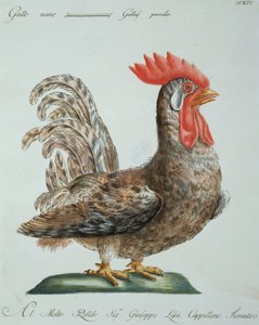 Dwarf Cockerel, c.1767-76