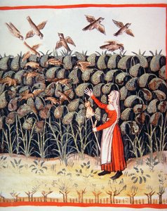 Millet (illustration from Tacuinum Sanitatis Codex Vindobonensis)