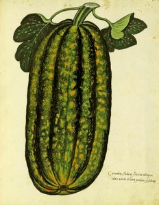Green Oblong Squash by Ulisse Aldrovandi, Plate Published in Piante Fiori Frutti by Italian School