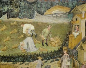 Harvesting sheaves of grain
