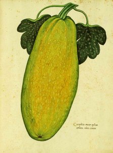 Heirloom Squash by Ulisse Aldrovandi by Italian School