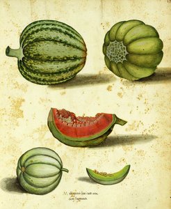Heirloom Squash by Ulisse Aldrovandi