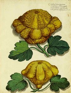 Heirloom Squash by Ulisse Aldrovandi