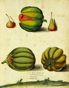 Heirloom Squash by Ulisse Aldrovandi