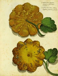 Heirloom Squash by Ulisse Aldrovandi