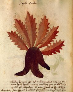 Herba Actila by Italian School