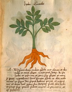 Herba Cancealis by Italian School