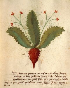 Herba Lactica