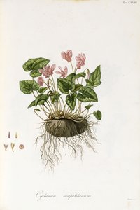 Ivy-Leaved Cyclamen - Cyclamen Neapolitanum