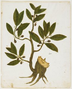 Laurel Tree (Laurus nobilis) by Italian School