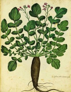 Long Black Radish by Ulisse Aldrovandi by Italian School