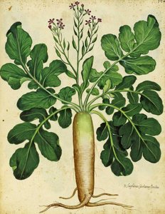 Long White Radish by Ulisse Aldrovandi by Italian School