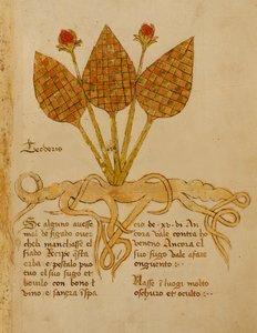 Herba Teoderis