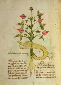 Herba Chavalaritas Romana, late c.15th by Italian School
