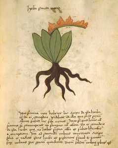 Herba Santa Maria, from Liber Herbarius una cum rationibus conficiendi medicamenta by Orgione Rizzardo