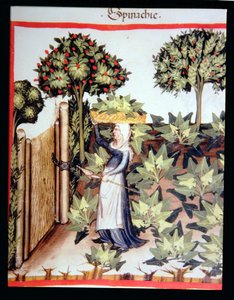 Harvesting Spinach, from Tacuinum Sanitatis Codex Vindobonensis