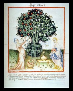 Rose Water, from the Tacuinum Sanitatis Codex Vindobonensis by Italian School