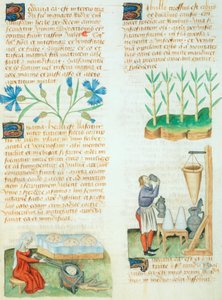 Page from the Tractatus de Herbis by Dioscorides Pedanius