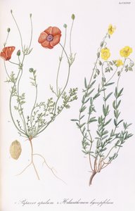 Papaver Apulum and Helianthemum Hyssopifolum by Italian School